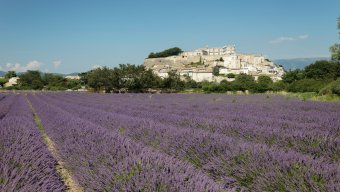 Wine Bike Tours Provence Lavender Fields & Vineyards