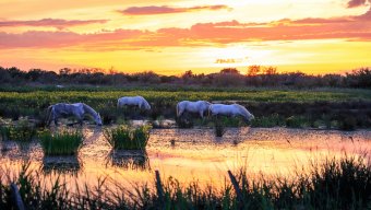 Heritage Tours Cycling in Provence & Camargue