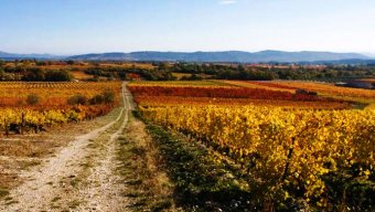 Food and Culinary Tours Walking through Van Gogh's Provence