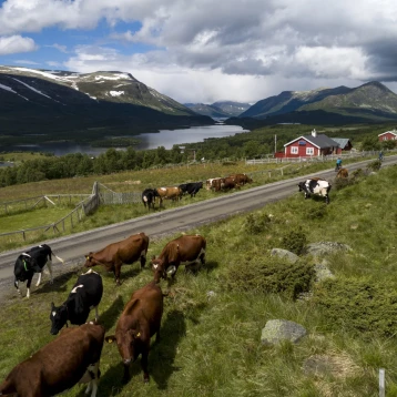 Mjølkevegen - Most Beautiful Cycling Tour in Norway